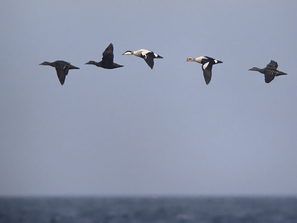 Kyhmyhaahka, King Eider, Somateria spectabilis